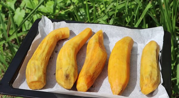 Phơi khoai bằng nắng tự nhiên